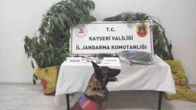 Kayseri’de jandarma ekipleri tarafından yapılan çalışmalarda; 7 kök kenevir ve