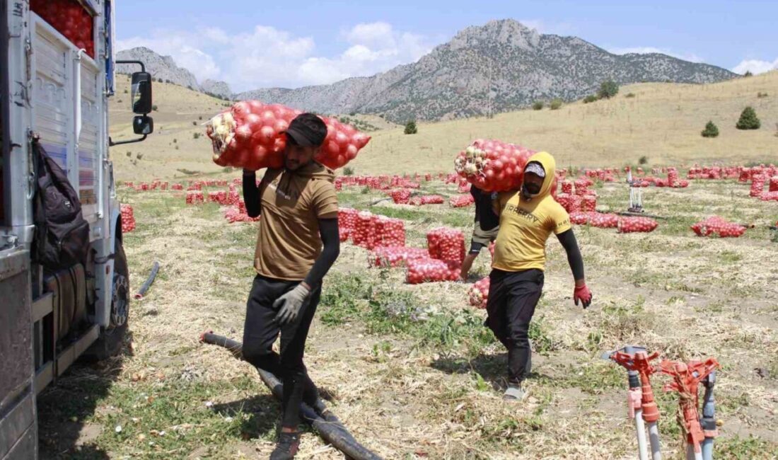 Türkiye’nin önemli soğan üretim merkezlerinden biri olan Yozgat’ta soğan hasadı