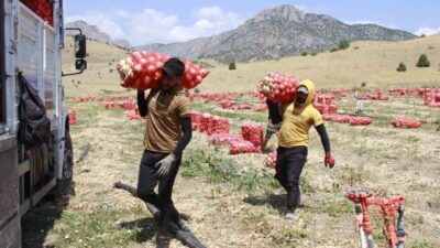 Türkiye’nin önemli soğan üretim merkezlerinden biri olan Yozgat’ta soğan hasadı