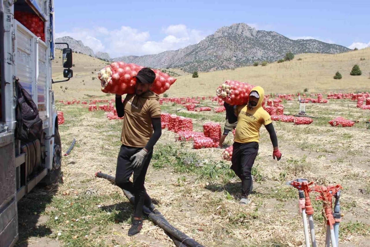 Türkiye’nin önemli soğan üretim merkezlerinden biri olan Yozgat’ta soğan hasadı