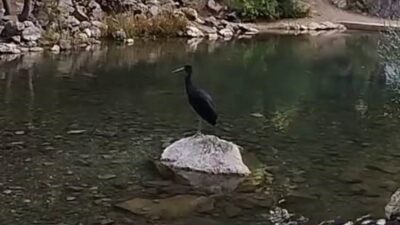 Konya’nın Bozkır ilçesinde nesli koruma altında olan kara leylekler, doğal