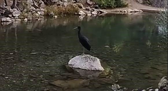 Konya’nın Bozkır ilçesinde nesli koruma altında olan kara leylekler, doğal