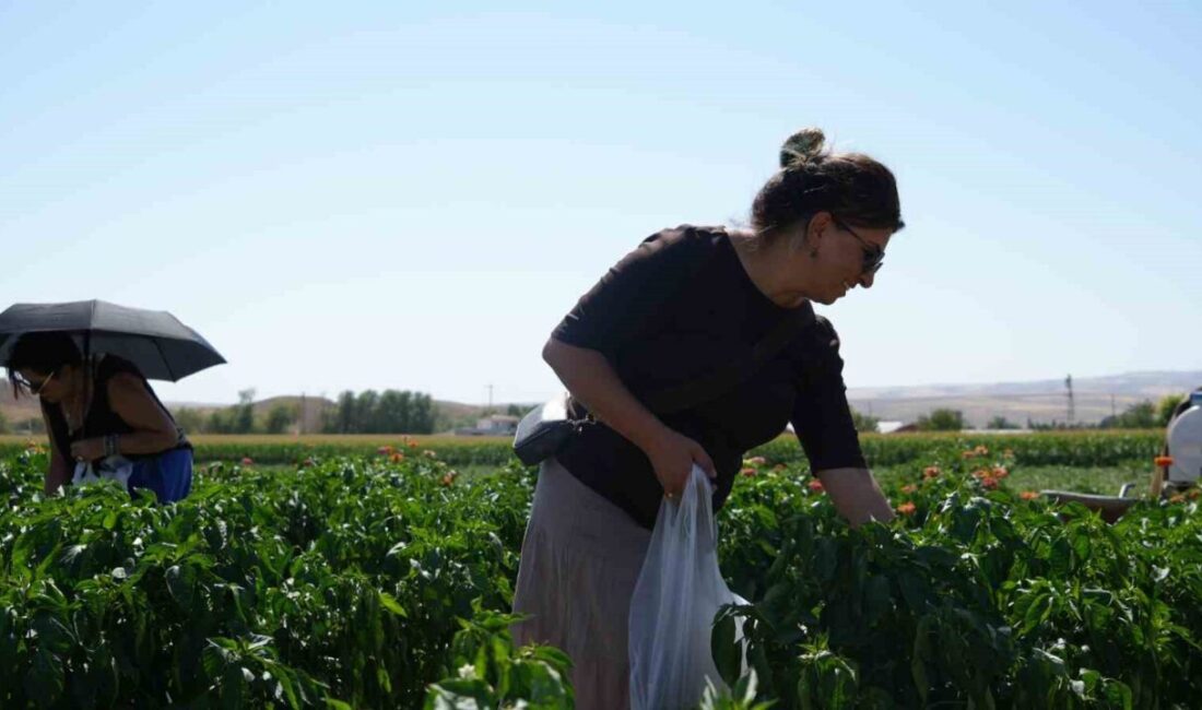 Başkent Ankara’nın coğrafi işaret tescili alan Ayaş domatesi için hasat