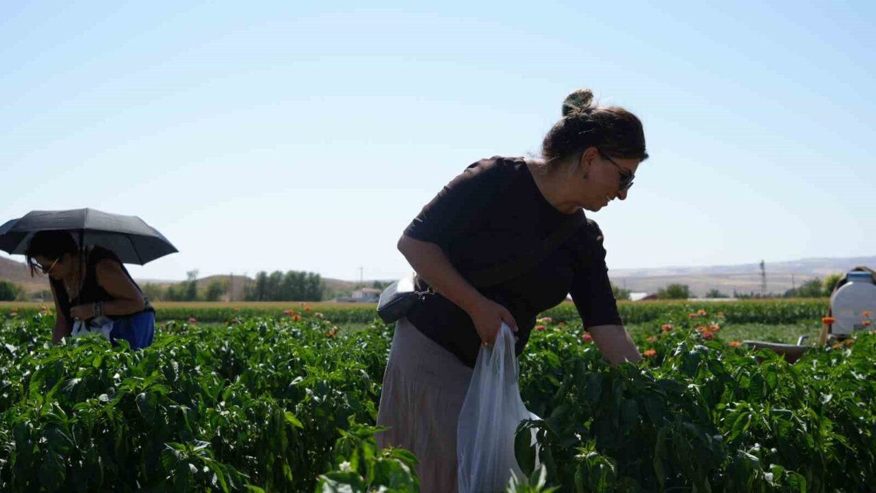 Başkent Ankara’nın coğrafi işaret tescili alan Ayaş domatesi için hasat