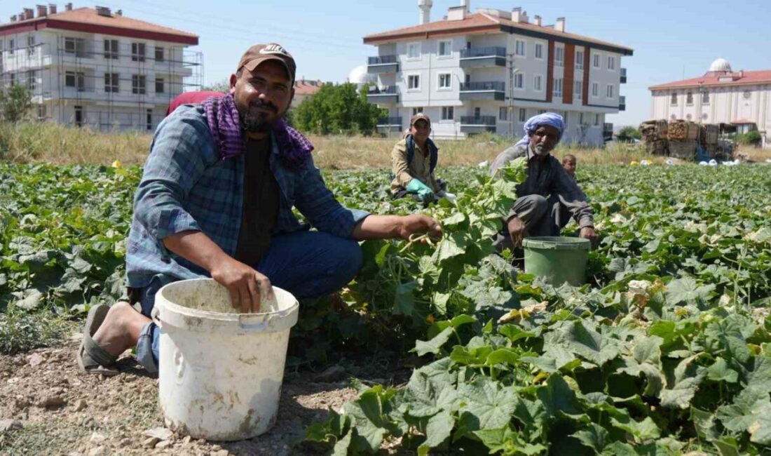Ankara’da Çubuk turşusu için yetiştirilen salatalık sıcakta hızla büyüyor, üreticiler