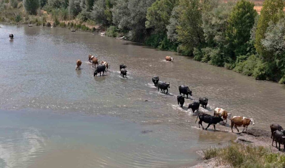 Termometrelerin 40 dereceye ulaştığı Sivas’ta Afrika’yı andıran görüntüler ortaya çıktı.