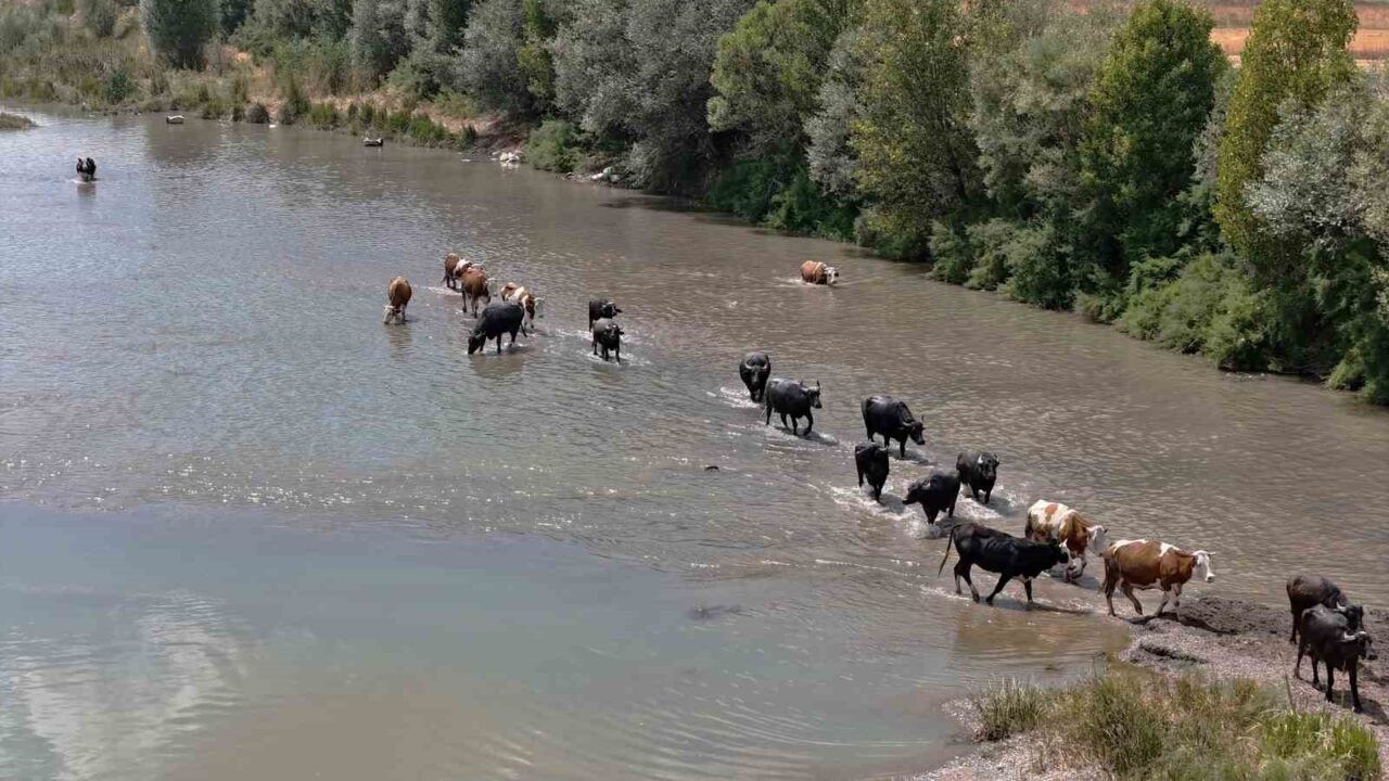 Termometrelerin 40 dereceye ulaştığı Sivas’ta Afrika’yı andıran görüntüler ortaya çıktı.