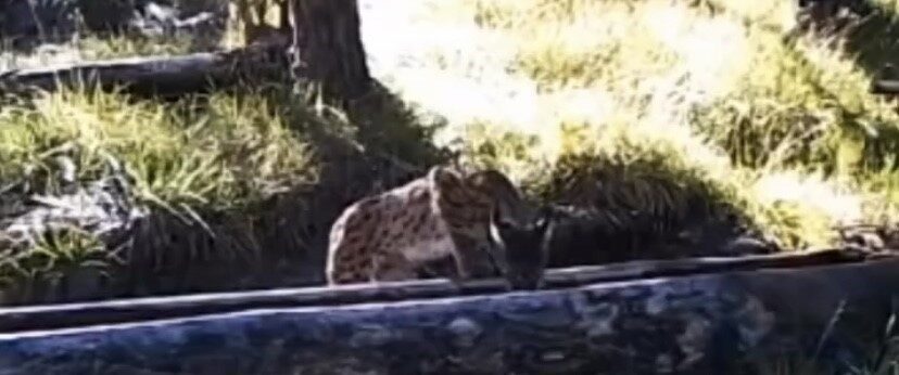 Hava sıcaklığının 40 derecenin üzerine çıktığı Çankırı’da sıcaktan bunalan bir