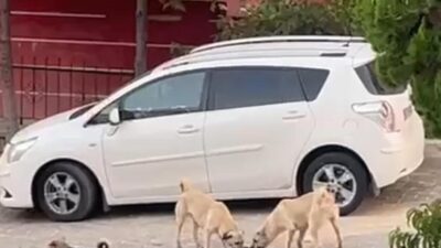 Nevşehir’de sokak köpekleri bir kediye saldırarak öldürdü. O onlar çevrede