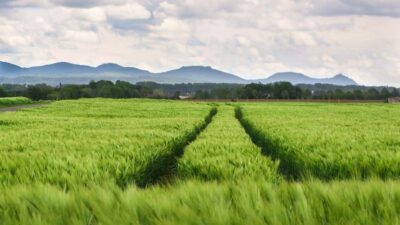 Tarım ve Orman Bakanlığı, iki yıl üst üste ekilmeyen tarım