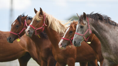 Tarım İşletmeleri Genel Müdürlüğü’ne (TİGEM) bağlı Anadolu Tarım İşletmesi Müdürlüğü,