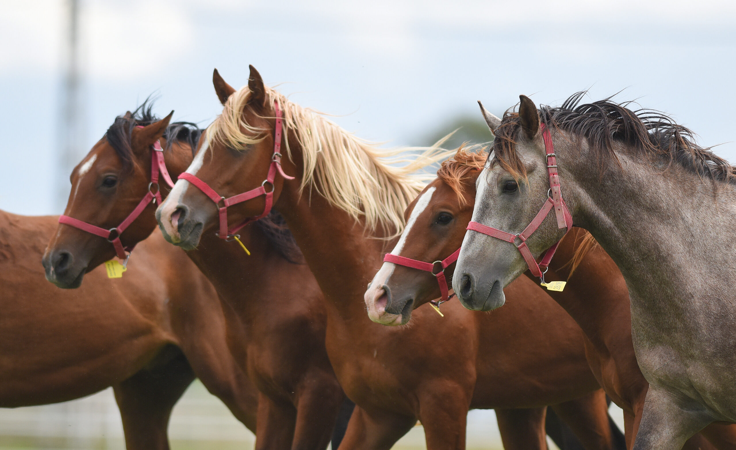 Tarım İşletmeleri Genel Müdürlüğü’ne (TİGEM) bağlı Anadolu Tarım İşletmesi Müdürlüğü,