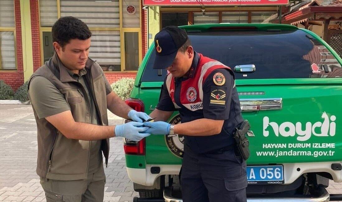 Karaman’da jandarma tarafından yaralı halde bulunan arı kuşu koruma altına