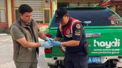Karaman’da jandarma tarafından yaralı halde bulunan arı kuşu koruma altına