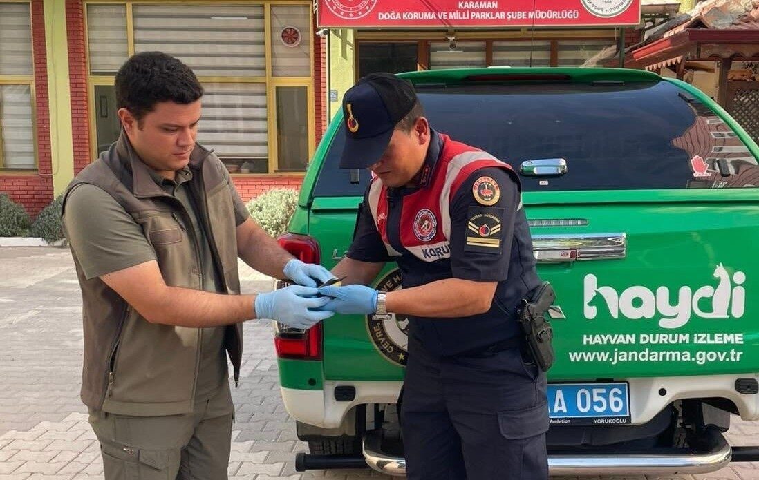 Karaman’da jandarma tarafından yaralı halde bulunan arı kuşu koruma altına