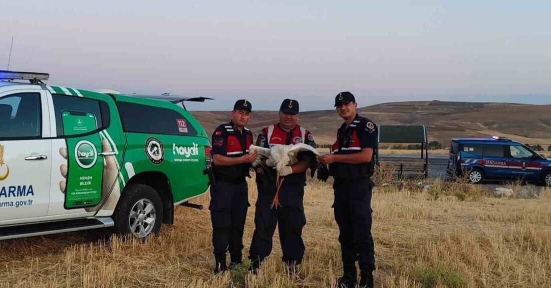 Yozgat’ta doğada bulunan yaralı leylek koruma altına alındı.