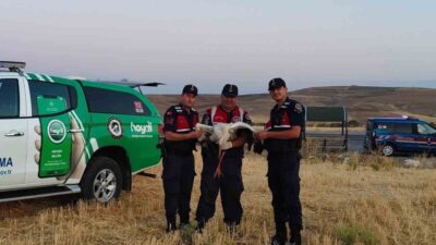 Yozgat’ta doğada bulunan yaralı leylek koruma altına alındı.