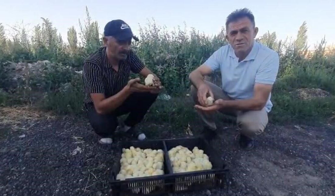 Nevşehir’de yumurtadan 4 ayaklı civciv çıktı.
