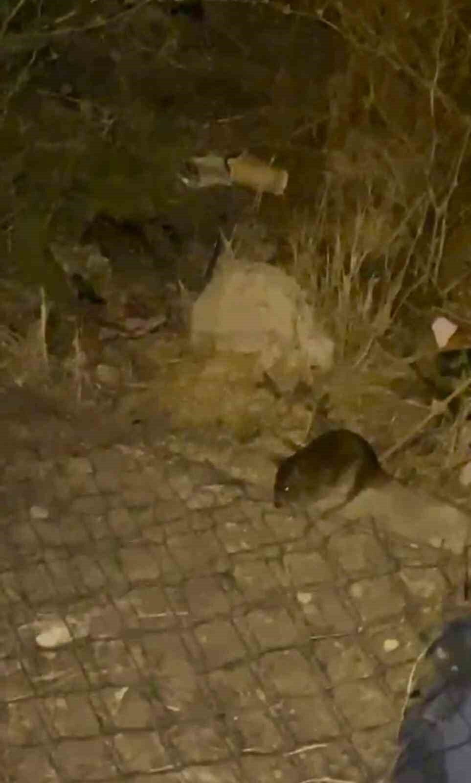 Ankara’nın Sincan ilçesinde gece saatlerinde ortaya çıkan fareler, vatandaşlar tarafından