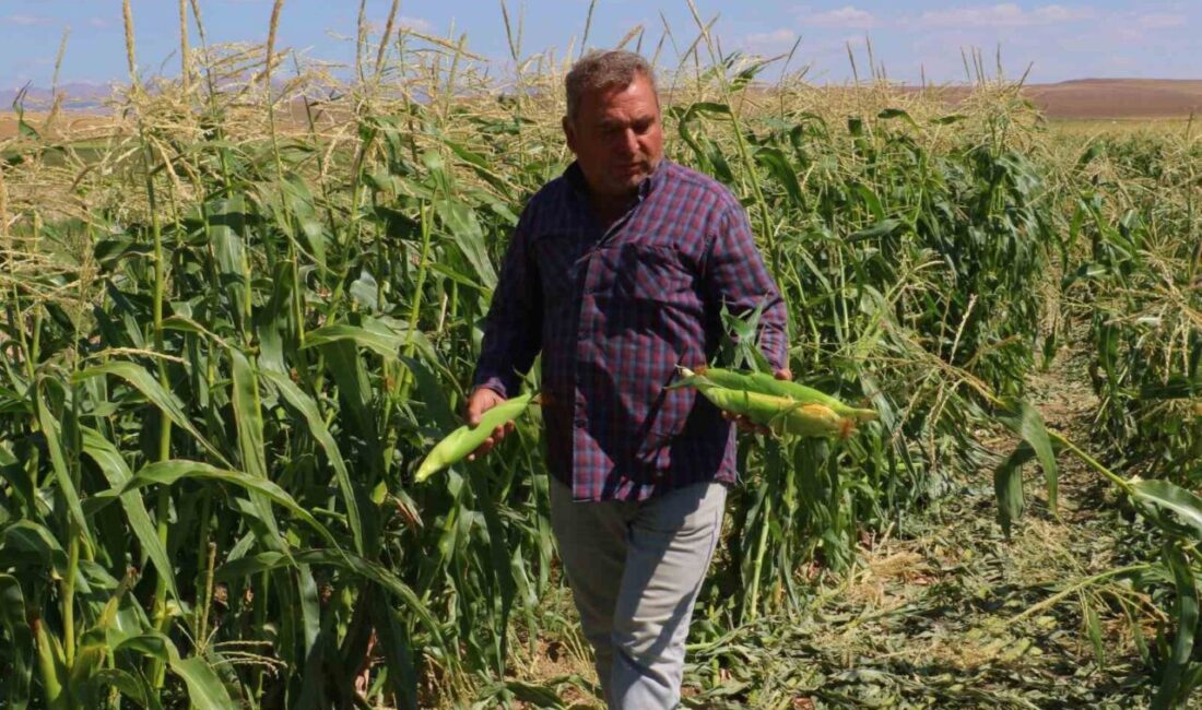 Ankara’nın Evren ilçesinde mısır hasadına başlandı.