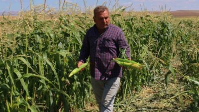 Ankara’nın Evren ilçesinde mısır hasadına başlandı.