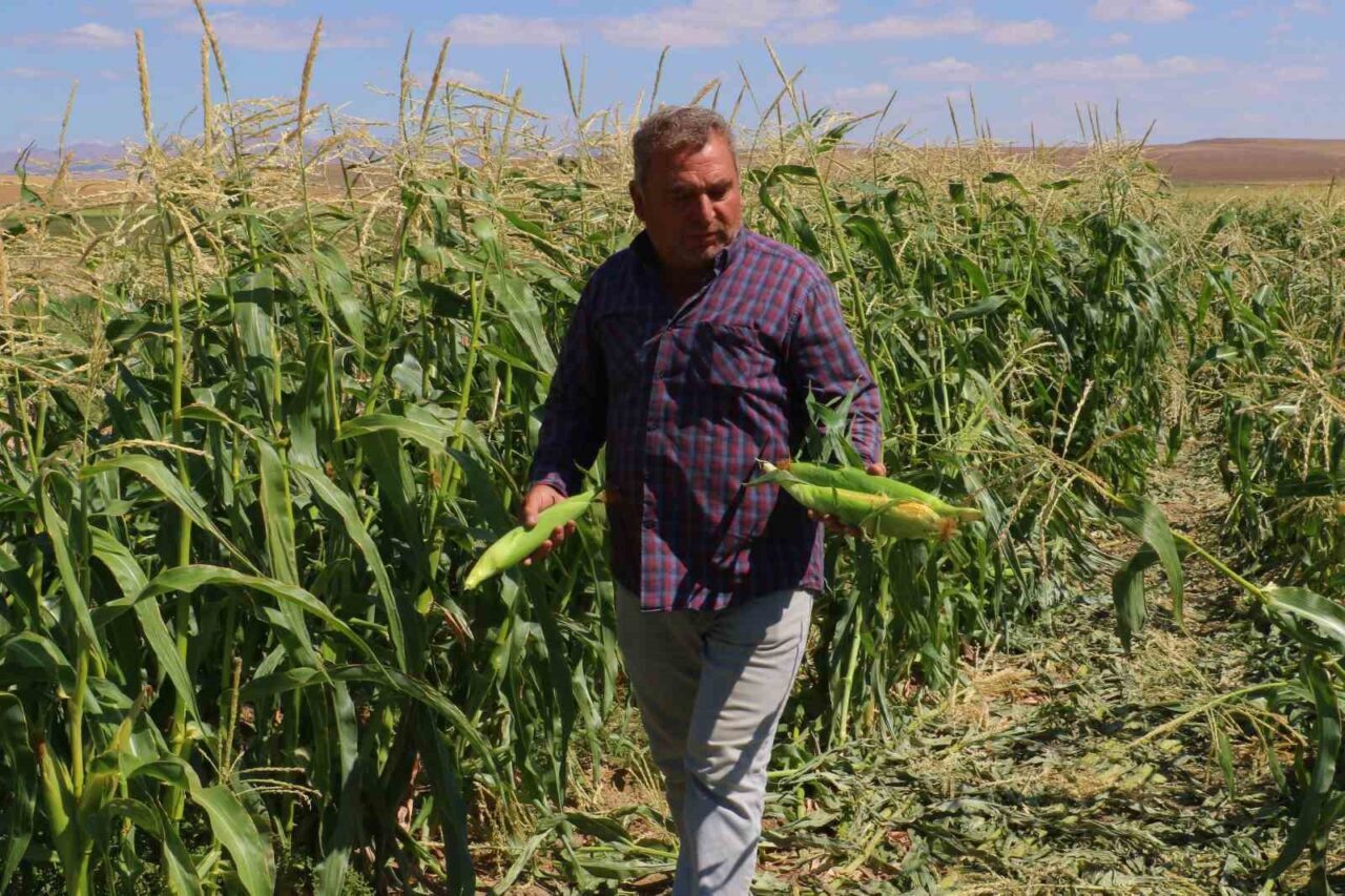 Ankara’nın Evren ilçesinde mısır hasadına başlandı.