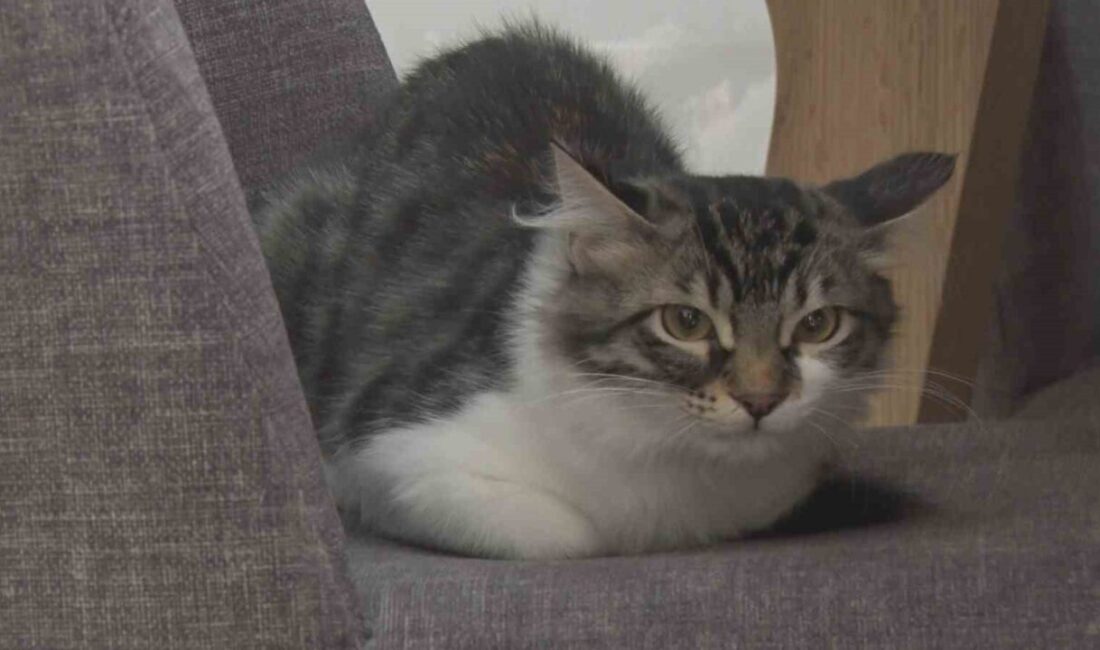 Başkent Ankara’da bir binanın boşluğuna sıkışan ‘Lili’ ismindeki kediyi Hollanda’dan