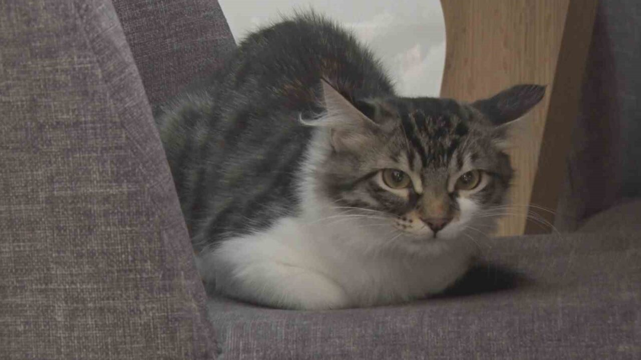 Başkent Ankara’da bir binanın boşluğuna sıkışan ‘Lili’ ismindeki kediyi Hollanda’dan