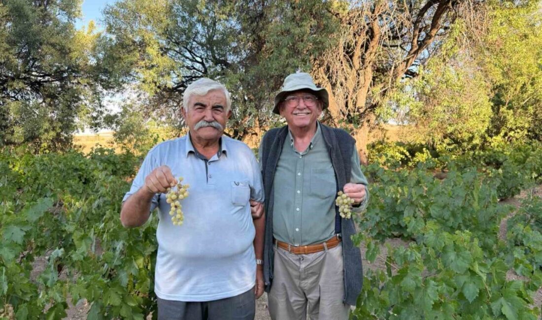 Ankara’nın Evren ilçesinde ata tohumundan yetiştirilen üzümlerin hasadı başladı. Üretilen