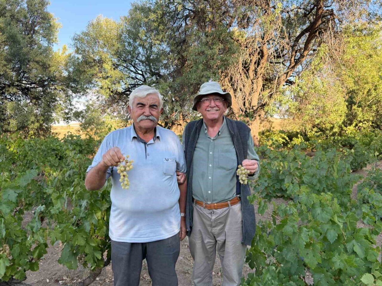 Ankara’nın Evren ilçesinde ata tohumundan yetiştirilen üzümlerin hasadı başladı. Üretilen