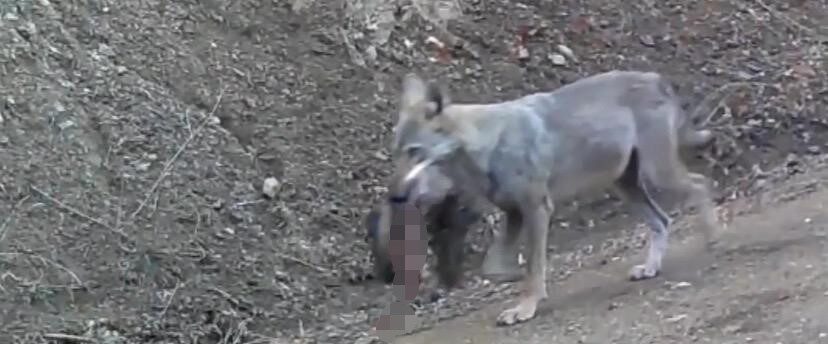 Çankırı’da avladığı hayvanı ağzında taşıyan kurt ile karacalar fotokapan kameralarına