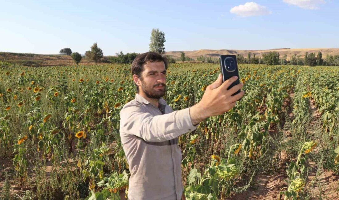 Sivas’ta ilkbahar aylarında toprakla buluşan ayçiçekleri hasada gün sayıyor. Sarı