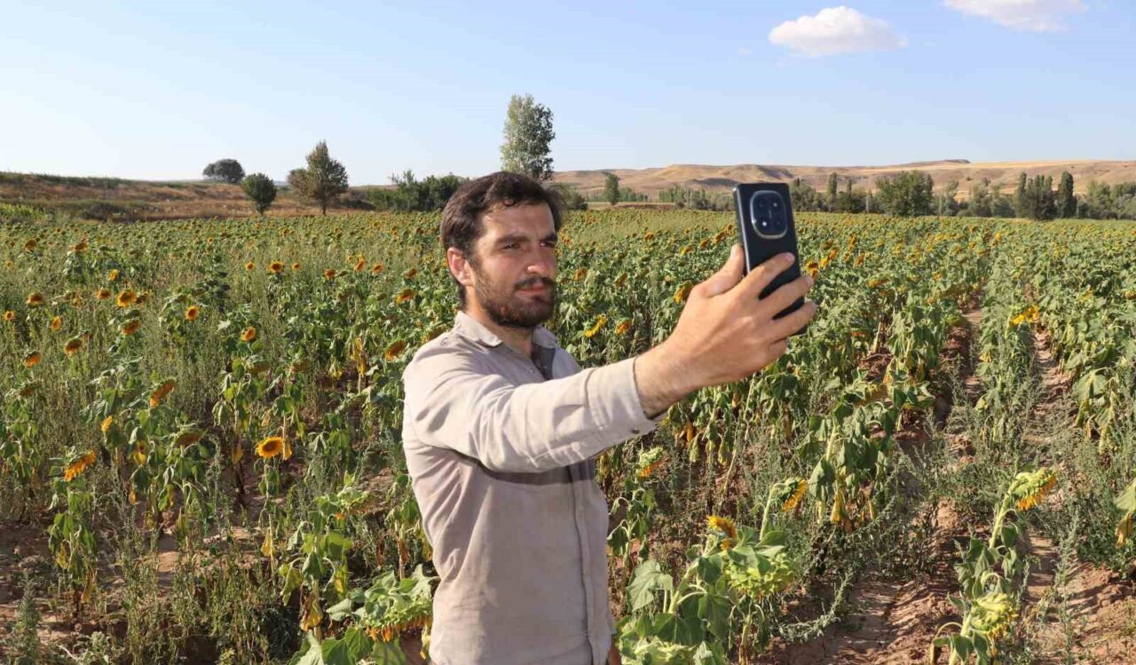 Sivas’ta ilkbahar aylarında toprakla buluşan ayçiçekleri hasada gün sayıyor. Sarı