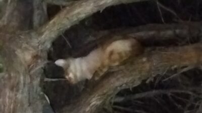 Konya’nın Beyşehir ilçesinde çıktığı ağaçta mahsur kalan kediyi itfaiye kurtardı.