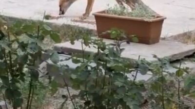 Kayseri’nin Tomarza ilçesinde yaşayan Gürhan Kazamaoğlu; her gün evinin bahçesine