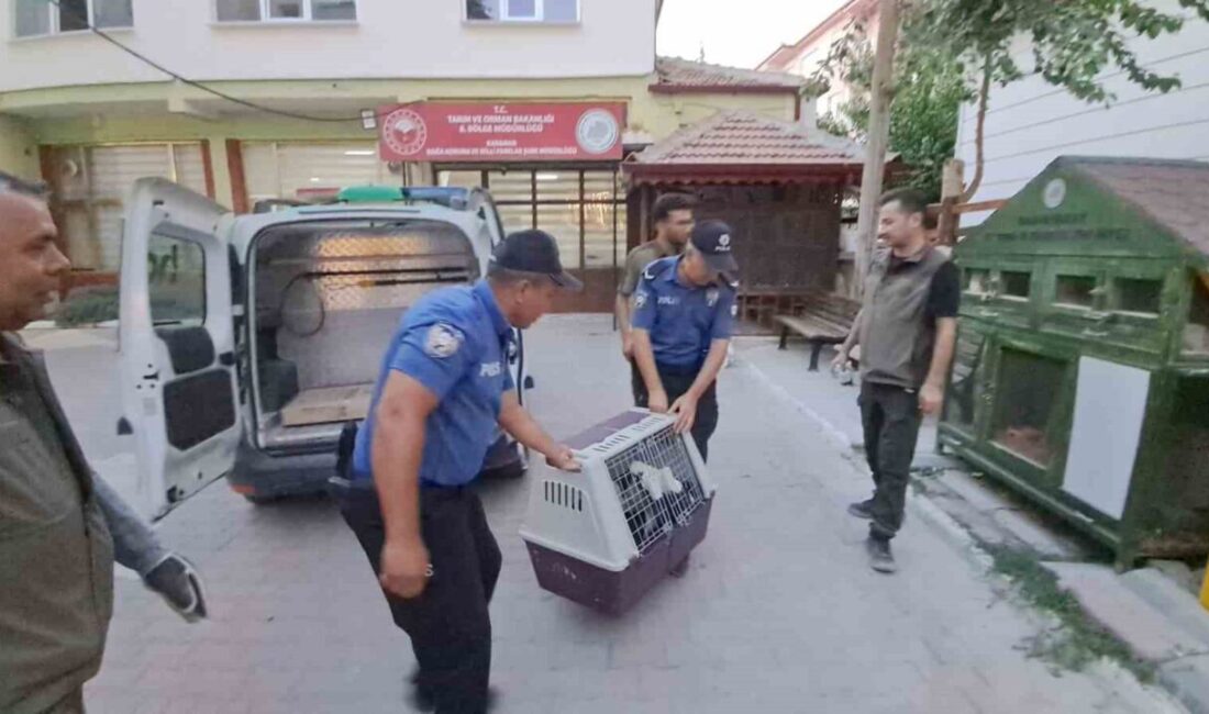 Karaman’da polis tarafından sokakta yaralı ve bitkin halde bulunan leylek