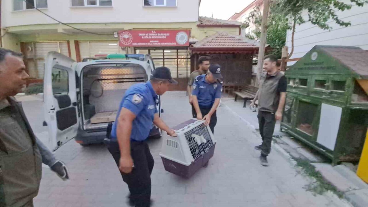 Karaman’da polis tarafından sokakta yaralı ve bitkin halde bulunan leylek