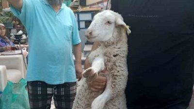 Eskişehir’de bir vatandaş, tesadüfen bulduğu kayıp kuzuyu 2 gün evinde