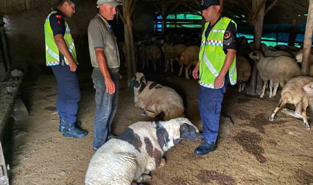 Kırşehir’in Kaman ilçesine bağlı Meryemkaşı köyünde kaybolan küçükbaş hayvanlar, jandarma