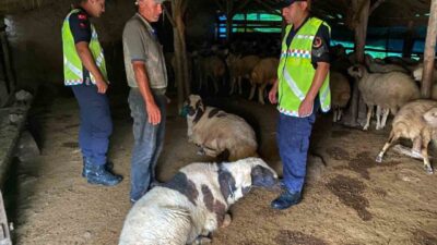 Kırşehir’in Kaman ilçesine bağlı Meryemkaşı köyünde kaybolan küçükbaş hayvanlar, jandarma