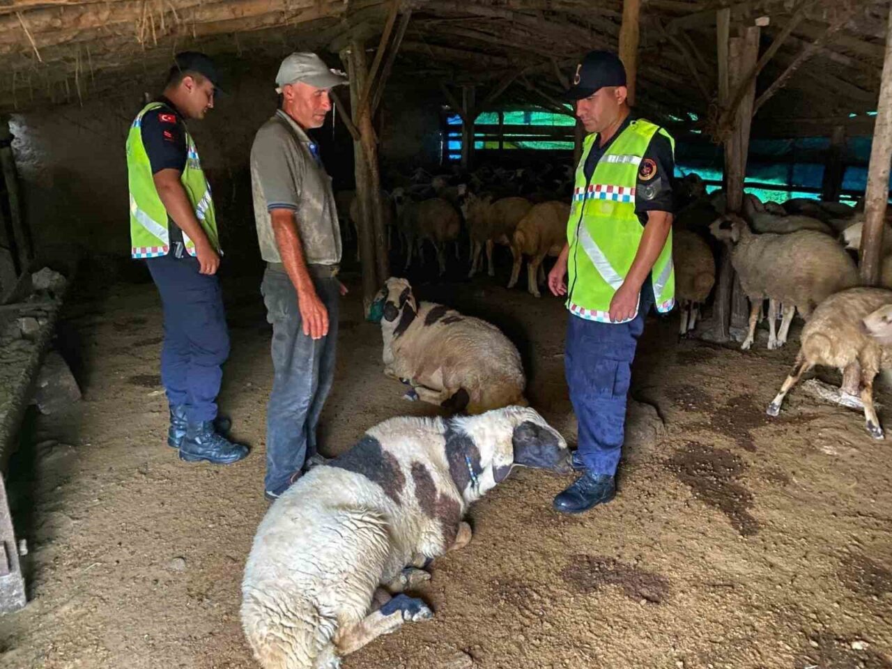 Kırşehir’in Kaman ilçesine bağlı Meryemkaşı köyünde kaybolan küçükbaş hayvanlar, jandarma