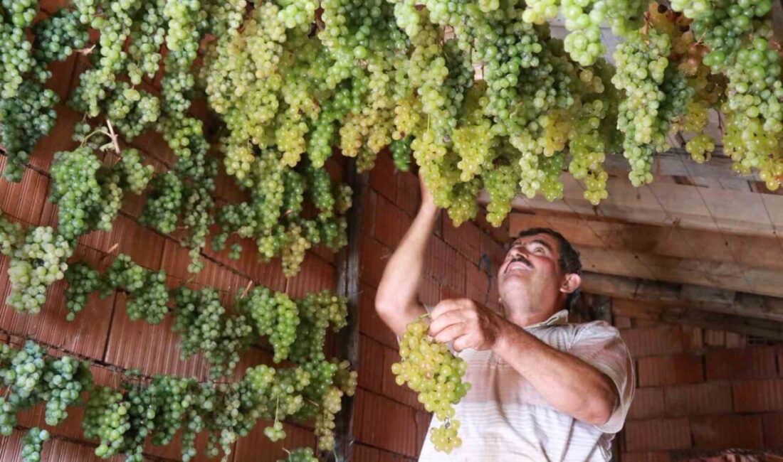 Toroslar’ın dik yamaçlarındaki Konya’nın Hadim ilçesinde üretilen "gök üzüm", evlerin