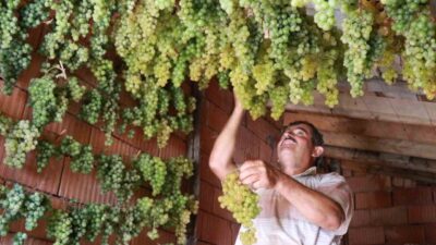 Toroslar’ın dik yamaçlarındaki Konya’nın Hadim ilçesinde üretilen "gök üzüm", evlerin