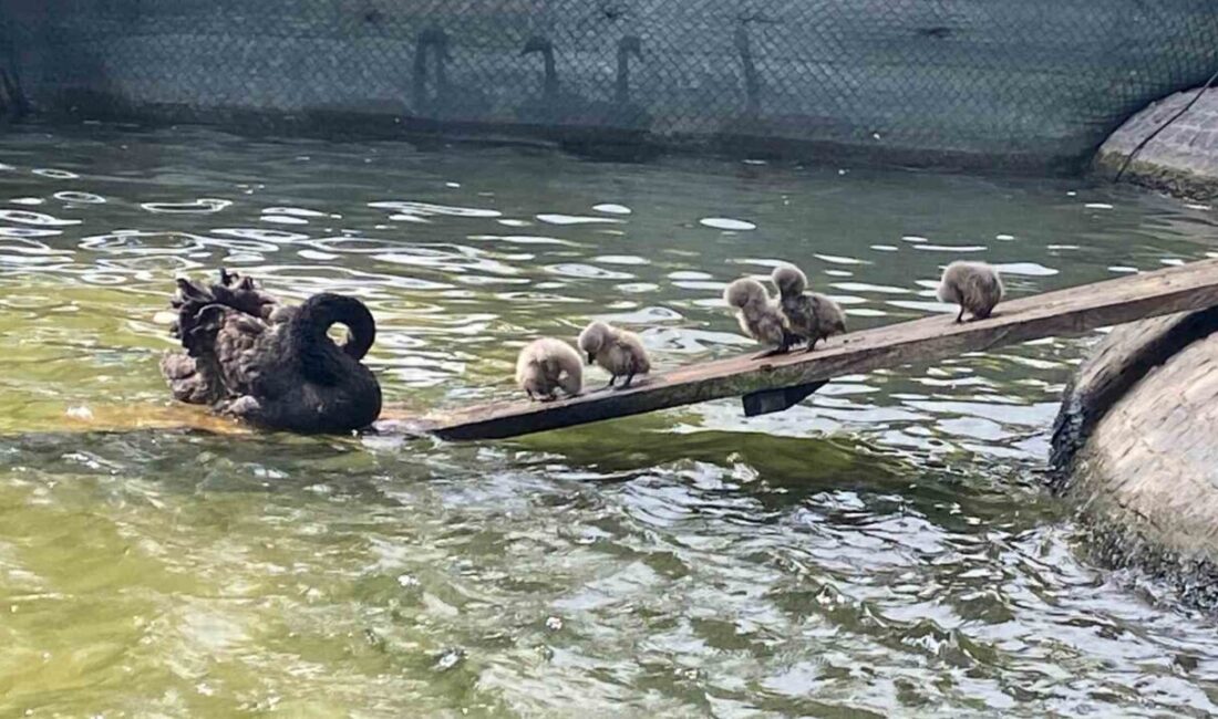 Ankara’nın simgelerinden Kuğulu Park’ta dünyaya gelen 5 kuğu yavrusu ziyaretçilerin
