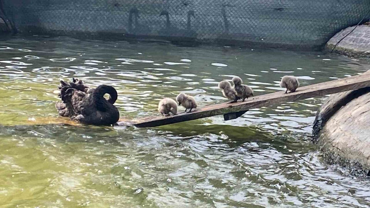 Ankara’nın simgelerinden Kuğulu Park’ta dünyaya gelen 5 kuğu yavrusu ziyaretçilerin