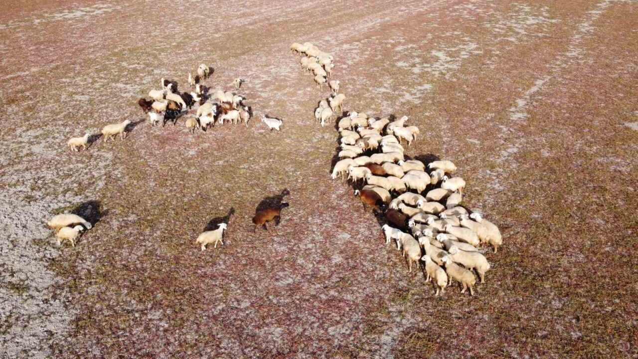 Yozgat’ın Esenli köyünde yer alan Gelingüllü Barajı’nda, bu yıl etkili