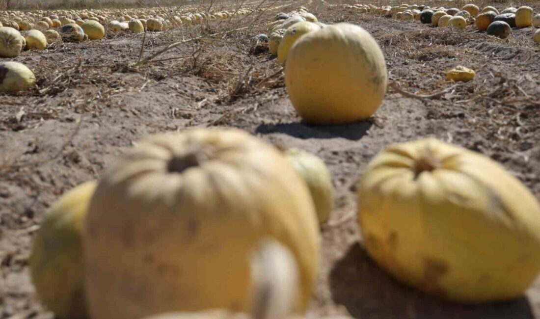 2019 yılında coğrafi işaret alan ve Türkiye genelinde çerezlik kabak