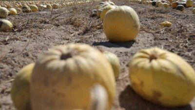 2019 yılında coğrafi işaret alan ve Türkiye genelinde çerezlik kabak