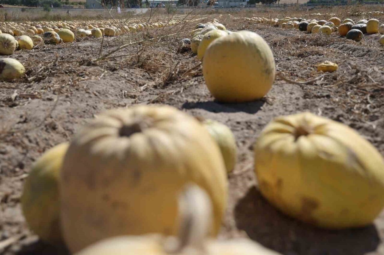 2019 yılında coğrafi işaret alan ve Türkiye genelinde çerezlik kabak