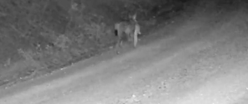 Çankırı’da avladığı tavşanı ağzında taşıyan vaşak fotokapan kameralarına yansıdı.